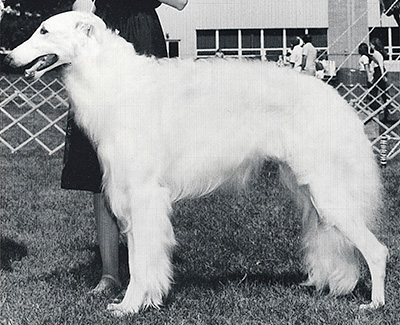 Top Obedience Borzoi 1984